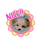 あさdog（個別スタンプ：2）