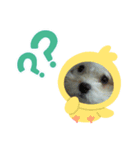 あさdog（個別スタンプ：3）