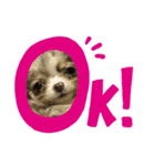 あさdog（個別スタンプ：4）