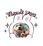 あさdog（個別スタンプ：7）