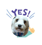 あさdog（個別スタンプ：8）