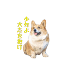 コーギーの徹之進くん (24個)（個別スタンプ：2）
