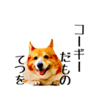 コーギーの徹之進くん (24個)（個別スタンプ：4）