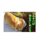 コーギーの徹之進くん (24個)（個別スタンプ：6）