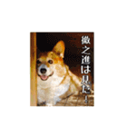 コーギーの徹之進くん (24個)（個別スタンプ：8）