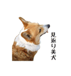 コーギーの徹之進くん (24個)（個別スタンプ：9）