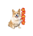 コーギーの徹之進くん (24個)（個別スタンプ：10）
