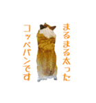 コーギーの徹之進くん (24個)（個別スタンプ：11）