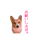 コーギーの徹之進くん (24個)（個別スタンプ：12）