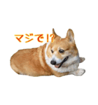 コーギーの徹之進くん (24個)（個別スタンプ：16）