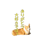 コーギーの徹之進くん (24個)（個別スタンプ：17）