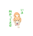 コーギーの徹之進くん (24個)（個別スタンプ：18）