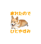コーギーの徹之進くん (24個)（個別スタンプ：22）