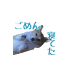 コーギーの徹之進くん (24個)（個別スタンプ：23）