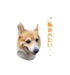 コーギーの徹之進くん (24個)（個別スタンプ：24）
