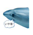 夢のコラボ（個別スタンプ：17）
