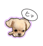 nicoさんの日常（個別スタンプ：15）
