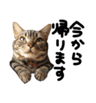 中村家の猫たちです（個別スタンプ：1）