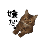 中村家の猫たちです（個別スタンプ：4）