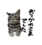 中村家の猫たちです（個別スタンプ：11）