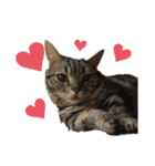 中村家の猫たちです（個別スタンプ：12）