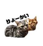中村家の猫たちです（個別スタンプ：13）
