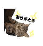 中村家の猫たちです（個別スタンプ：17）