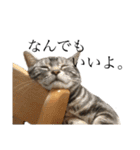 中村家の猫たちです（個別スタンプ：18）