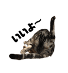 中村家の猫たちです（個別スタンプ：19）
