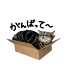 中村家の猫たちです（個別スタンプ：20）