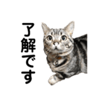 中村家の猫たちです（個別スタンプ：22）