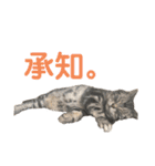 中村家の猫たちです（個別スタンプ：25）