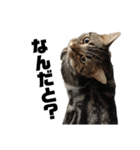 中村家の猫たちです（個別スタンプ：28）