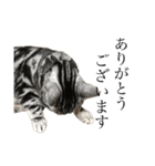 中村家の猫たちです（個別スタンプ：29）