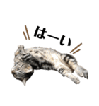 中村家の猫たちです（個別スタンプ：32）