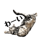 中村家の猫たちです（個別スタンプ：38）