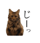 中村家の猫たちです（個別スタンプ：39）