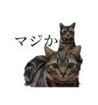中村家の猫たちです（個別スタンプ：40）