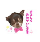 チップチップ（個別スタンプ：1）