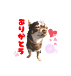 チップチップ（個別スタンプ：5）