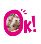 ハリネズミのツナオ（個別スタンプ：1）