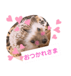 ハリネズミのツナオ（個別スタンプ：7）