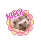 ハリネズミのツナオ（個別スタンプ：13）