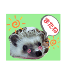ハリネズミのツナオ（個別スタンプ：16）