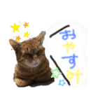 ちゃちゃまるスタンプ①（個別スタンプ：2）