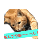 ちゃちゃまるスタンプ①（個別スタンプ：10）