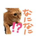 ちゃちゃまるスタンプ①（個別スタンプ：11）