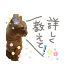 ちゃちゃまるスタンプ①（個別スタンプ：14）