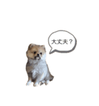 くまちゃんの日記（個別スタンプ：8）