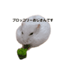 ハムズハムズ（個別スタンプ：1）